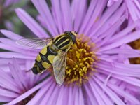 Helophilus trivittatus 27, Citroenpendelvlieg, Saxifraga-Tom Heijnen