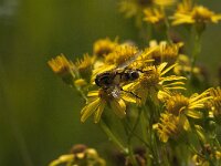 Helophilus trivittatus 30, Citroenpendelvlieg, Saxifraga-Jan van der Straaten