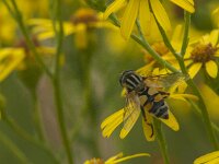 Helophilus trivittatus 32, Citroenpendelvlieg, Saxifraga-Jan van der Straaten