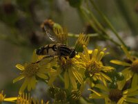 Helophilus trivittatus 33, Citroenpendelvlieg, Saxifraga-Jan van der Straaten