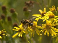 Helophilus trivittatus 35, Citroenpendelvlieg, Saxifraga-Jan van der Straaten