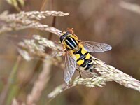 Helophilus trivittatus 41, Citroenpendelvlieg, Saxifraga-Tom Heijnen