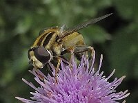 Helophilus trivittatus N0788 : Helophilus trivittatus, Citroenpendelvlieg, female