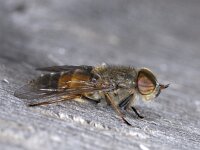 Hybomitra #02008 : Hybomitra, Horse fly, Daas, male