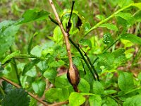 Lasioptera rubi 2, Frambozentakgalmug, Saxifraga-Ben Delbaere