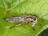 Machimus cingulatus #08996 : Machimus cingulatus, Robber fly, Ringpootroofvlieg, female, with prey