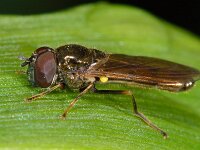 Melanostoma scalare 4, Slanke driehoekszweefvlieg, Saxifraga-Ab H Baas