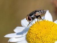 Miltogramma germari 4, Saxifraga-Gerard de Jong : Insect, Macro, Miltogramma germari, Overig, Saxifraga Beeldbank