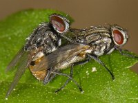 Musca autumnalis #13766 : Musca autumnalis, Face fly, Herfstvlieg, copulatie
