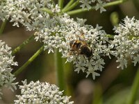 Myathropa florea 35, Doodskopzweefvlieg, Saxifraga-Jan van der Straaten