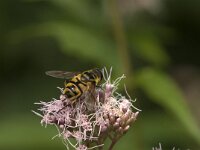Myathropa florea 38, Doodskopzweefvlieg, Saxifraga-Jan van der Straaten