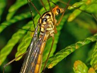 Nephrotoma flavipalpis