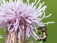 Oplodontha viridula 4, Kleine moeraswapenvlieg, Saxifraga-Gerard de Jong : Insect, Kleine moeraswapenvlieg, Macro, Oplodontha viridula, Overig
