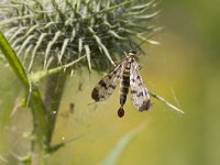 Panorpa communis 11, Schorpioenvlieg, Saxifraga-Jan Nijendijk