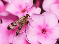 Panorpa communis 12, Schorpioenvlieg, Saxifraga-Tom Heijnen