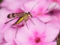 Panorpa communis 13, Schorpioenvlieg, Saxifraga-Tom Heijnen