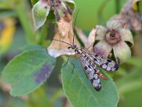 Panorpa germanica 5, Duitse schorpioenvlieg, Saxifraga-Tom Heijnen