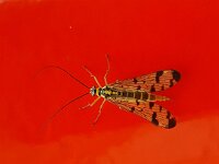 Panorpa germanica 7, Duitse schorpioenvlieg, Saxifraga-Ben Delbaere  IICSA