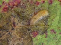 Pegomya solennis 2, Zuringvlieg, Saxifraga-Luc Hoogenstein