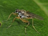 Platypalpus sp 2, Saxifraga-Ab H Baas