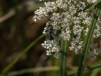 Sarcophaga sp 5, Dambordvlieg, Saxifraga-Jan van der Straaten