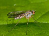 Sciapus sp