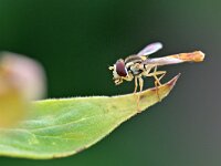Sphaerophoria scripta 15, Grote langlijf, Saxifraga-Tom Heijnen