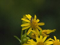 Sphaerophoria scripta 23, Grote langlijf, Saxifraga-Jan van der Straaten