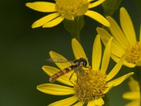 Sphaerophoria scripta 26, Grote langlijf, Saxifraga-Jan van der Straaten