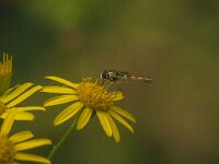 Sphaerophoria scripta 27, Grote langlijf, Saxifraga-Jan van der Straaten