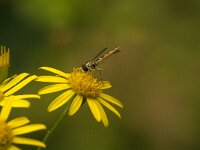 Sphaerophoria scripta 28, Grote langlijf, Saxifraga-Jan van der Straaten