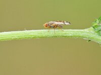 Sphenella marginata 2, Gebandeerde kruiskruidboorvlieg, Saxifraga-Tom Heijnen