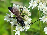 Stenichneumon culpator 2, Saxifraga-Ben Delbaere  IICSA���II