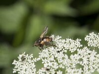 Tachina fera 12, Saxifraga-Willem van Kruijsbergen