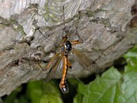 Tanyptera atrata atrata 01 #02104 : Tanyptera atrata atrata, male