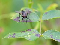 Thelaira nigripes 7, Saxifraga-Tom Heijnen