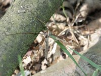 Tipula lateralis 2, Saxifraga-Rutger Barendse