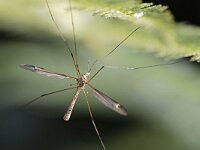 Tipula lateralis 3, Saxifraga-Tom Heijnen