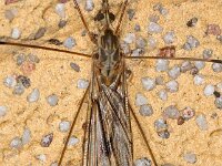 Tipula rufina