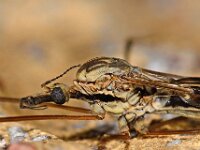 Tipula rufina 2, Saxifraga-Ab H Baas