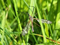 Tipula vernalis 14, Lentelangpoot, Saxifraga-Ben Delbaere
