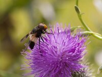 Volucella pellucens 29, Witte reus, Saxifraga-Jan Nijendijk