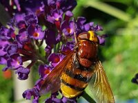 Volucella zonaria 23, Stadsreus, Saxifraga-Ben Delbaere  IICSA