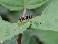 Xylota sylvarum 7, Grote gouden bladloper, Saxifraga-Tom Heijnen