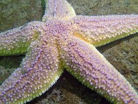 Asterias rubens 5, Gewone zeester, Saxifraga-Tom Heijnen