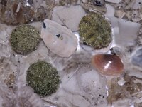 Echinocyamus pusillus 2, Zeeboontje, Saxifraga-Foto Fitis-Sytske Dijksen