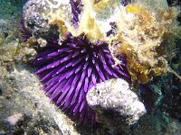 Sphaerechinus granularis