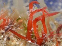 Aetea anguina 5, Saxifraga-Foto Fitis-Sytske Dijksen