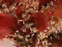 Amathia lendigera 2, Neetmosdiertje, Saxifraga-Foto Fitis-Sytske Dijksen