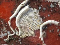 Amphiblestrum auritum